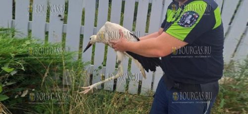 Болгарские полицейские спасли аиста