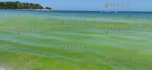 Море в Болгарии зацвело