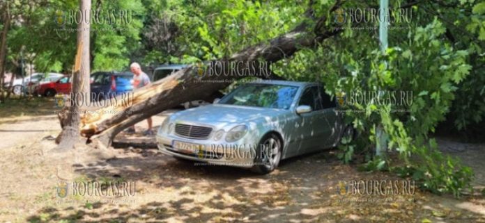 На машину в Пловдиве упало дерево