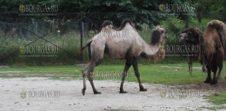 зоопарк в Софии приобрел верблюда-самца