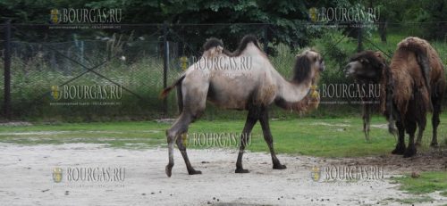 зоопарк в Софии приобрел верблюда-самца