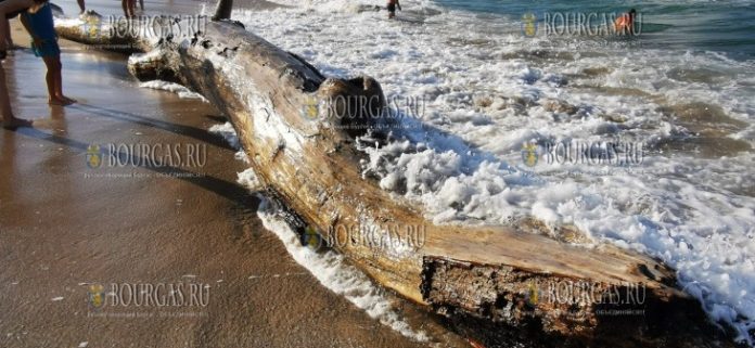 Огромное дерево прибило на пляж Харманите в Созополе