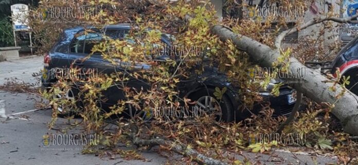 Дерево в Софии упало на автомобили