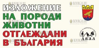 Экзотические домашние животные на выставке в Разлоге