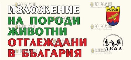 Экзотические домашние животные на выставке в Разлоге
