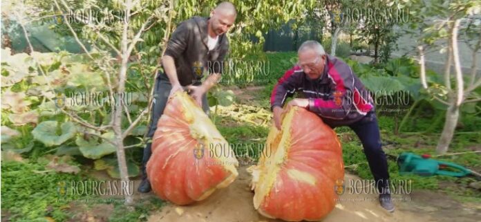 В Болгарии разрезали королевскую тыкву