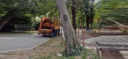 В Морском саду Бургаса планируют спилить дерево