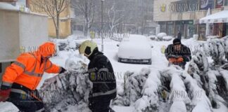 В центре Добрича упала 10-метровая ель