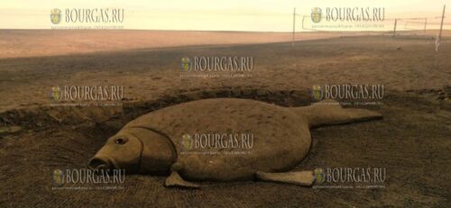 На Северном пляже в Бургасе появился огромный карп