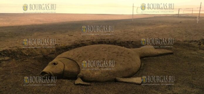 На Северном пляже в Бургасе появился огромный карп