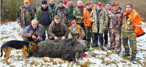 Охотники в Болгарии добыли 300-килограммового кабана