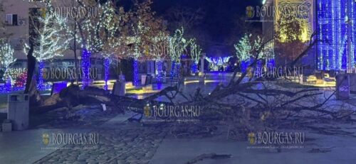 Сильный ветер повалил дерево в центре Царево
