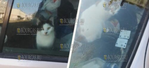 Неизвестные мучают котов на Солнечном Берегу