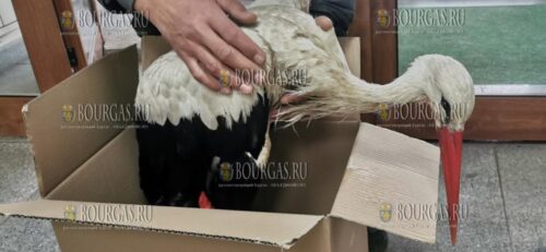 В Болгарии спасли замерзшего белого аиста