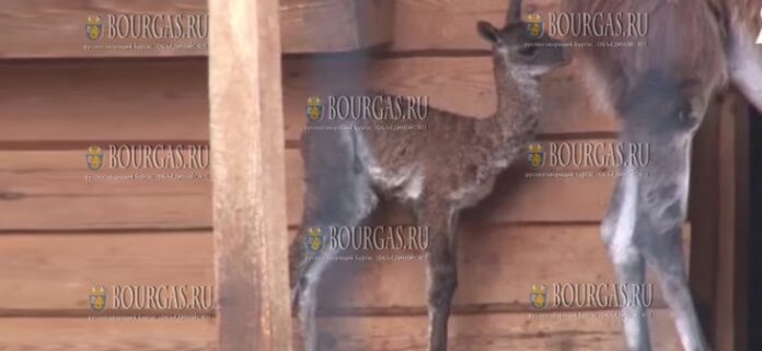 В зоопарке Старой Загоры родился детеныш ламы