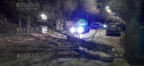 Штормовой ветер повалил дерево в Димитровграде