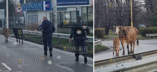 Комичная ситуация - полицейские в Софии пасут коров