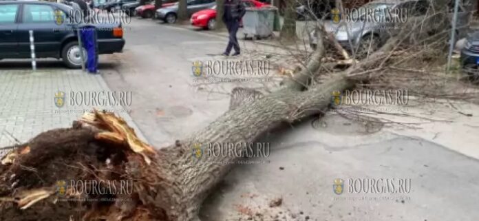 На автомашину в Софии упало дерево