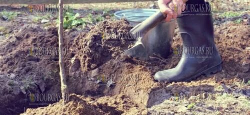 Посадка плодовых деревьев в Болгарии