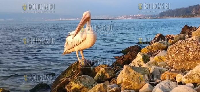 Розовый пеликан поселился в Черном море у берегов Варны