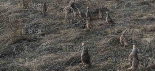 Сотни куропаток переселили в государственные охотничьи хозяйства Болгарии