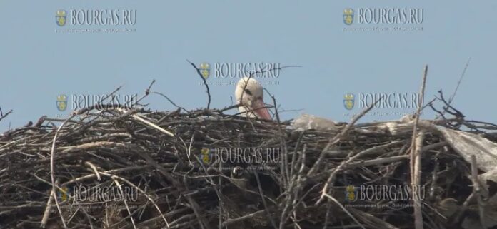 Аист в Болгарии остался один и этим вызвал волну сочувствия