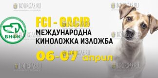 Две выставки собак пройдут на Пловдивской международной ярмарке