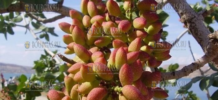 Фисташки из Болгарии