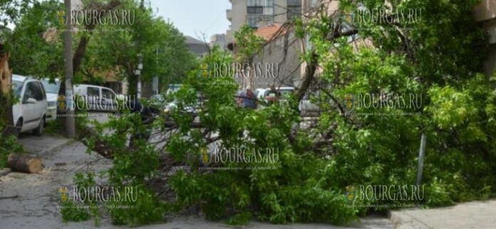 Сильный ветер повалил дерево в Хасково