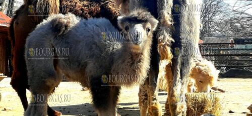 в зоопарке Варны родился верблюжонок