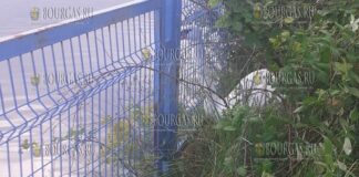 Болгарские пожарные спасли лебедя