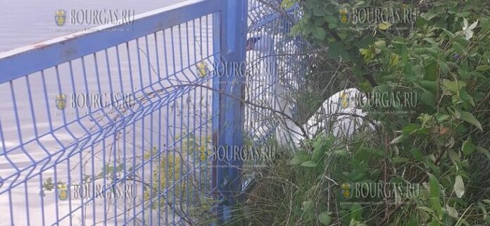 Болгарские пожарные спасли лебедя