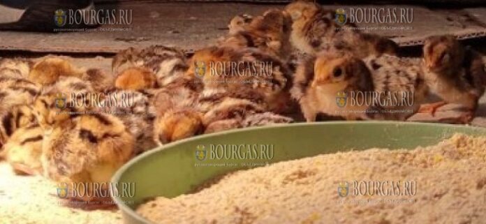 На днях в зоопарке Стара Загора вылупились сразу 21 птенец куропатки