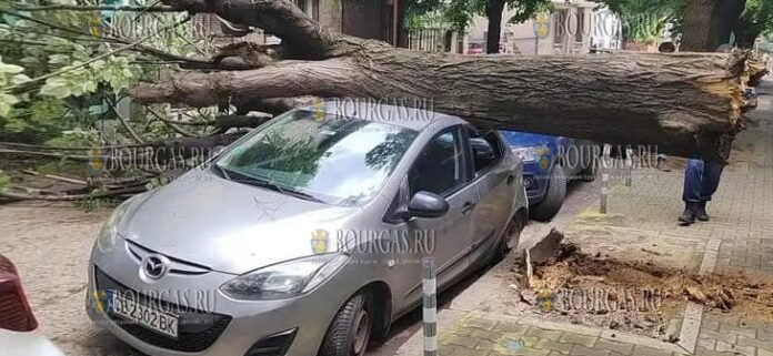 В Софии огромное дерево упало на стоящий рядом авто