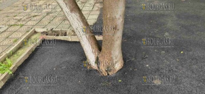 В Софии заасфальтировали деревья