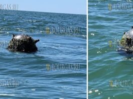 ВМФ Болгарии уничтожил морскую мину в Черном море в районе Варны