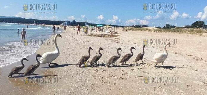 На пляже в Приморско живут лебеди