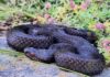 была обнаружена одна из самых редких и экзотических змей в Болгарии - Vipera berus или Обыкновенная гадюка
