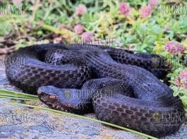 была обнаружена одна из самых редких и экзотических змей в Болгарии - Vipera berus или Обыкновенная гадюка