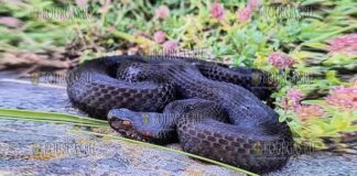была обнаружена одна из самых редких и экзотических змей в Болгарии - Vipera berus или Обыкновенная гадюка