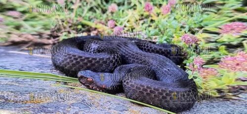 была обнаружена одна из самых редких и экзотических змей в Болгарии - Vipera berus или Обыкновенная гадюка