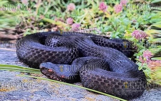 была обнаружена одна из самых редких и экзотических змей в Болгарии - Vipera berus или Обыкновенная гадюка