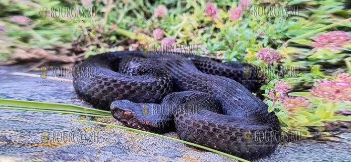 была обнаружена одна из самых редких и экзотических змей в Болгарии - Vipera berus или Обыкновенная гадюка была обнаружена одна из самых редких и экзотических змей в Болгарии - Vipera berus или Обыкновенная гадюка