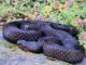 была обнаружена одна из самых редких и экзотических змей в Болгарии - Vipera berus или Обыкновенная гадюка
