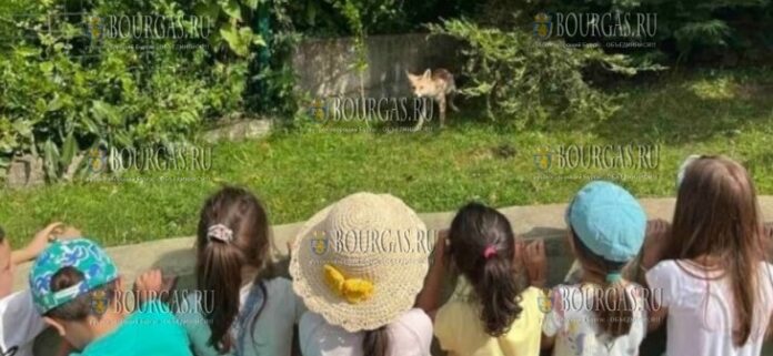 Лисицу заметили в одном из детских садов в Софии