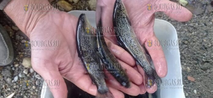 На Юго-Востоке Болгарии провели зарыбление рек форелью