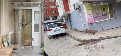 Лисица зашла в помещение Дорожной полиции Велико Тырново