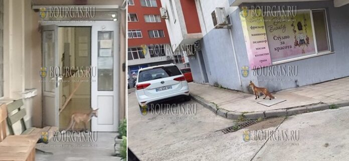Лисица зашла в помещение Дорожной полиции Велико Тырново