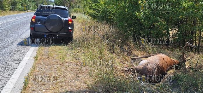 На автостраде под Ловечом сбили насмерть благородного оленя