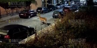 Олень в Царево